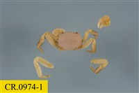 藏品(整潔圓方蟹)的圖片